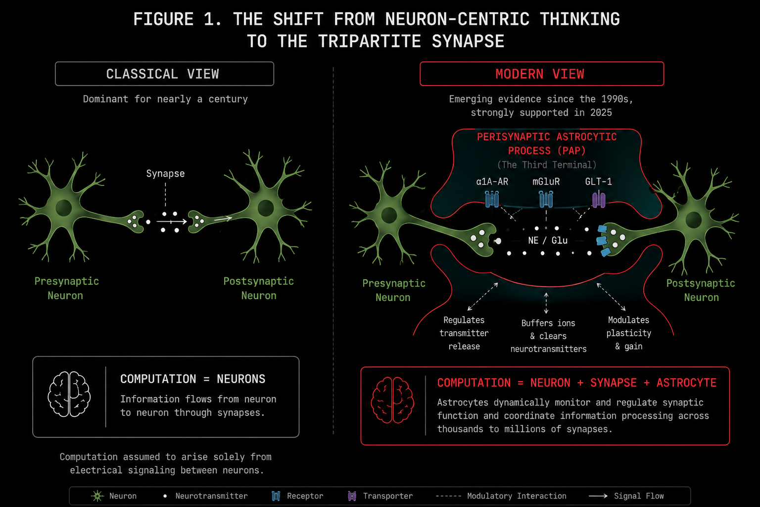Diagram of the tripartite synapse — presynaptic terminal, postsynaptic density, and perisynaptic astrocytic process