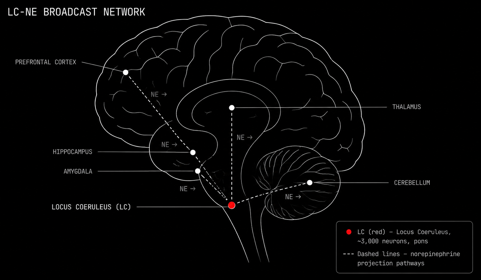 Brain anatomy showing the locus coeruleus location and its norepinephrine projection pathways