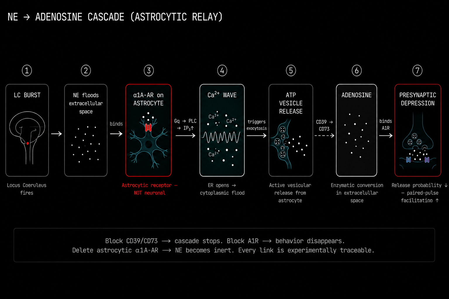 Step by step diagram of the norepinephrine to adenosine signaling cascade through the astrocyte
