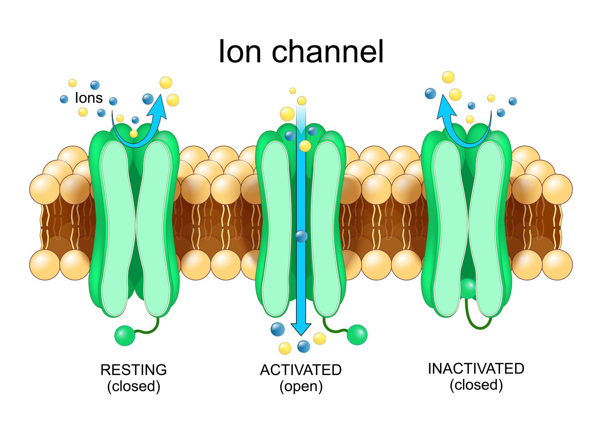 Protein gates in neurons opening and closing
